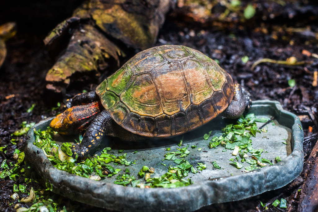 Fresno Chaffee Zoo Indochineese Box Turtle GML_3224 Landis