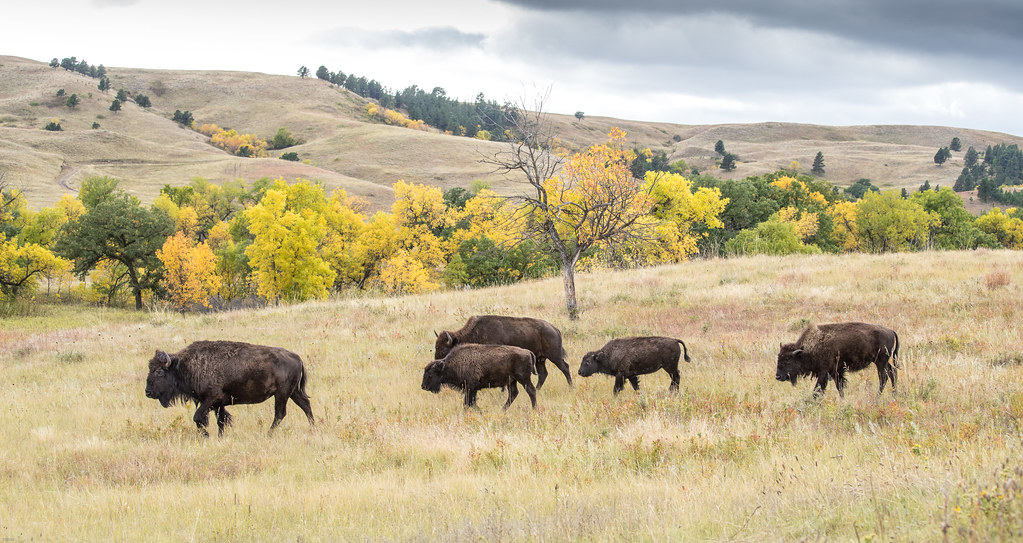 Follow the Leader Bison, Custer State Park, South Dakota. … Flickr