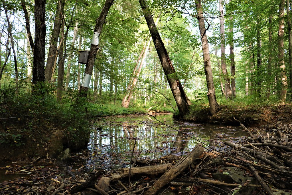 Cane Creek in September Lilymont Farm in Efland, North Car… Flickr
