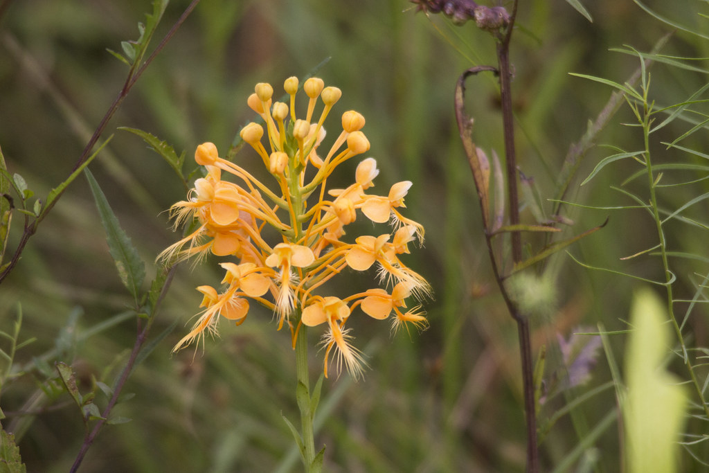 Weeks Bay Pitcher Plant Bog Dennis Church Flickr