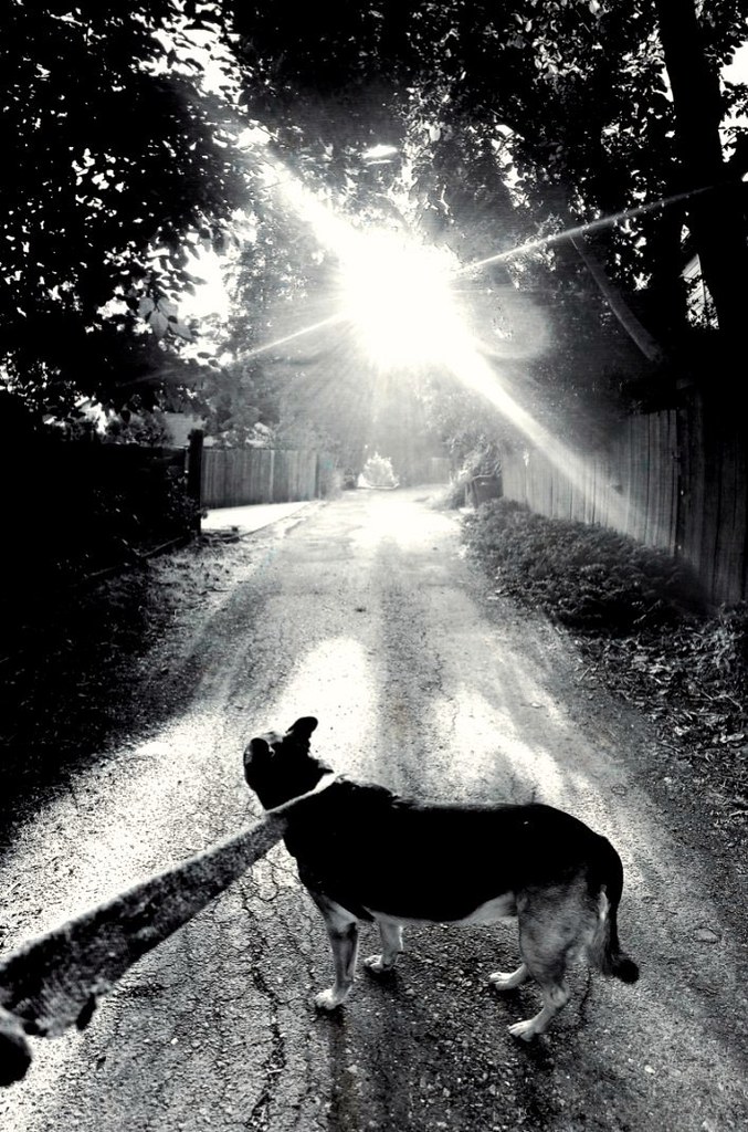 dog days gone by giggie larue Flickr