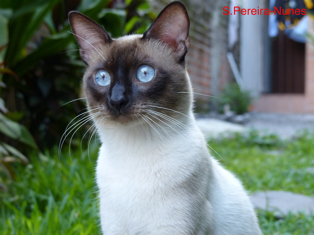 Mingau, a lovely cat, El Salvador SN/NC Feli Silvestris C… Flickr