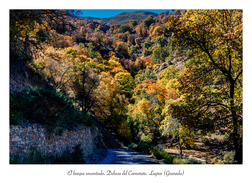 El bosque encantado. Dehesa del Camarate. Lugros (Granada)… Flickr