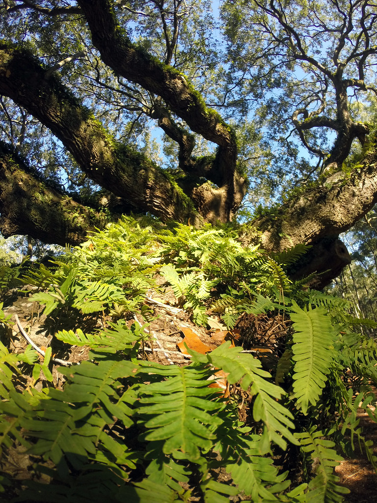 Angel Oak Johns Island, South Carolina Ferns growing on … Flickr