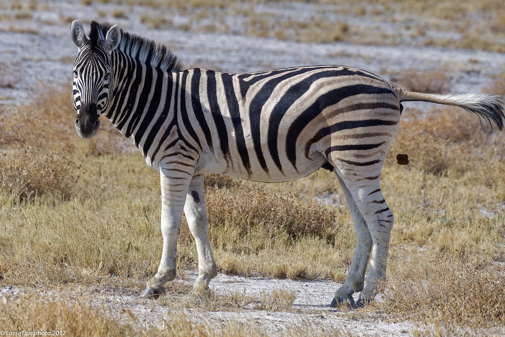 The pooping Zebra, Etosha National Park, Namibia Lars Tjusberg Flickr