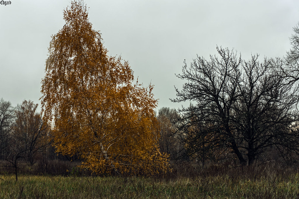Yellowbirch Yellow birch in the clearing Edgard Ed Flickr