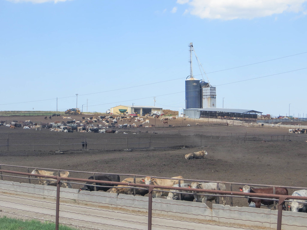 20160615 065 Feedlot, Benedict, Nebraska David Wilson Flickr