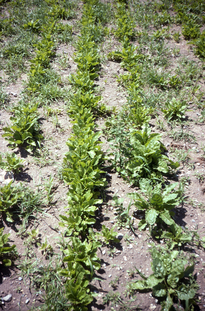 Crops80.tif Unknown broadleaf crop. USDA NRCS Montana Flickr