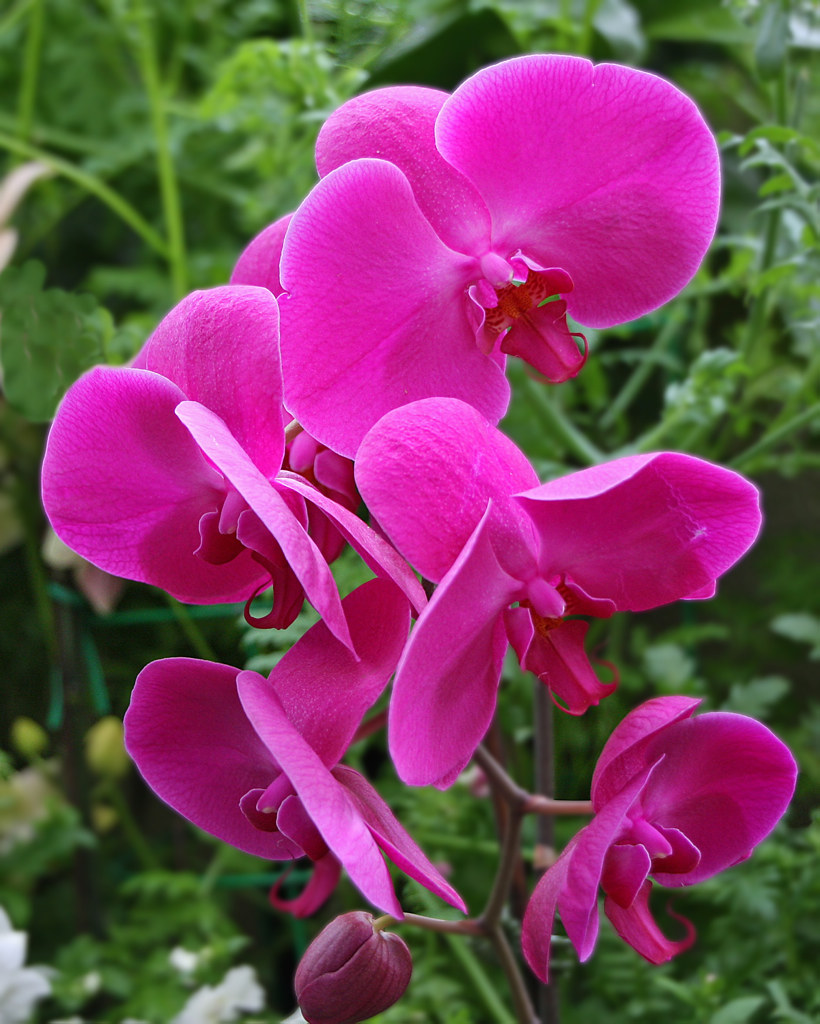 Pink Orchids Melbourne Conservatory, Fitzroy Gardens Heathpics Flickr