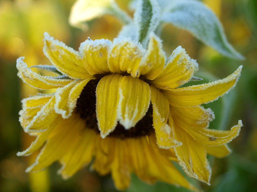 A TOUCH OF FROST ON A SUNFLOWER_A310124 OLYMPUS DIGITAL CA… Flickr