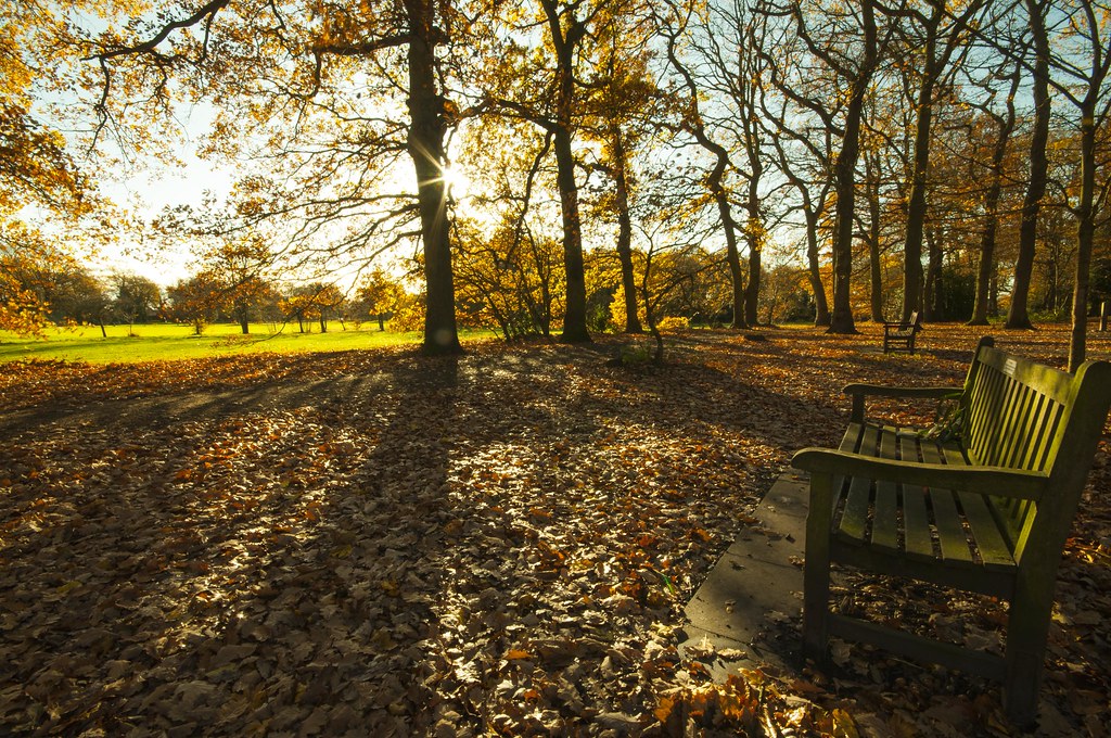 Essex Leigh on Sea Belfairs Sunny autumn day. Dave Knight Flickr
