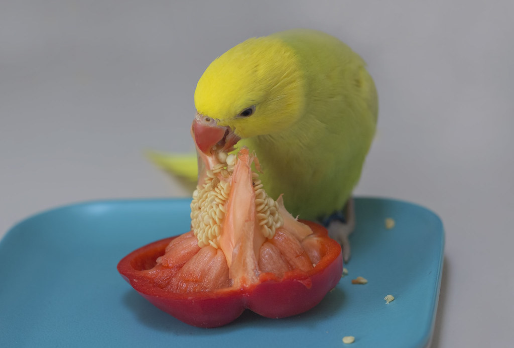 Can Wild Birds Eat Bell Peppers unique rare bird