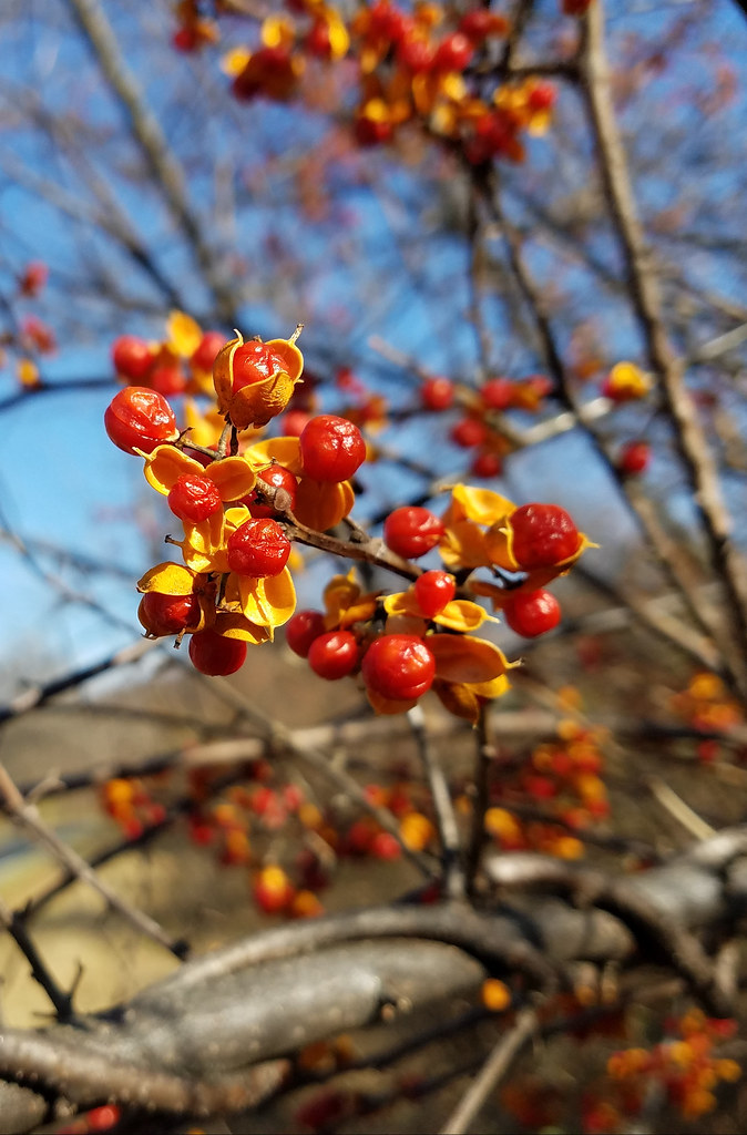 Celastrus orbiculatus (Oriental Bittersweet) MD Frederick… Flickr