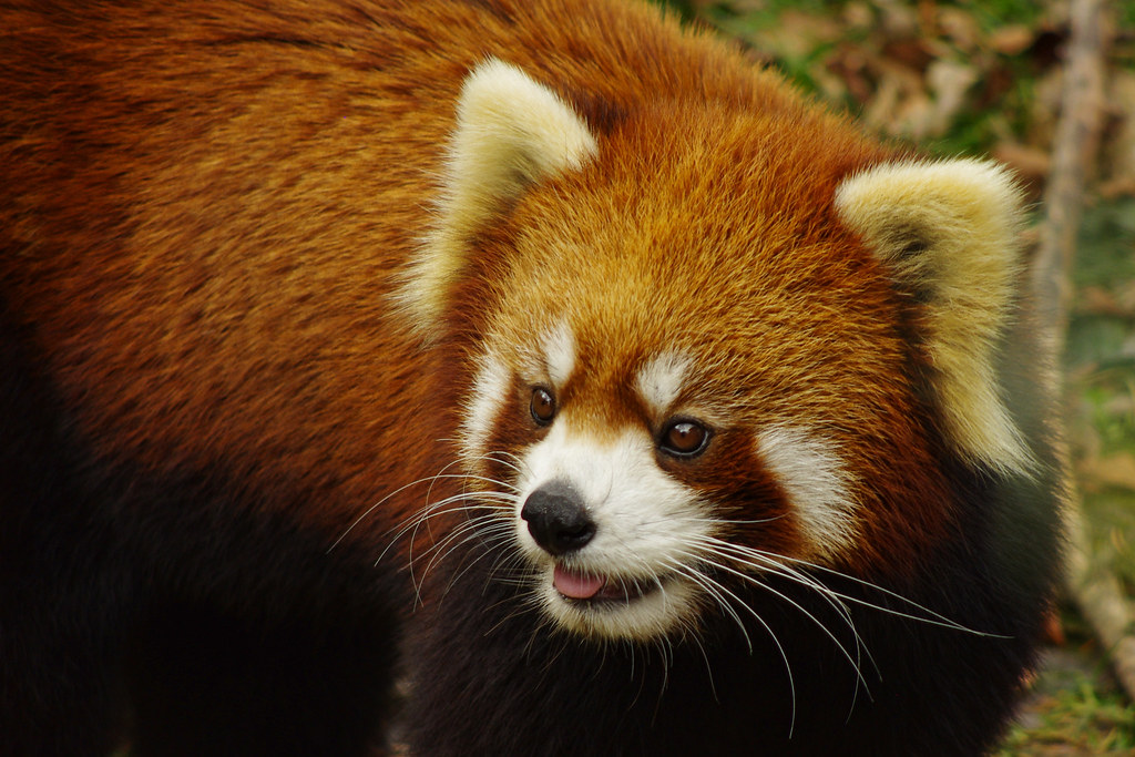 Red panda_Columbus Zoo Flickr