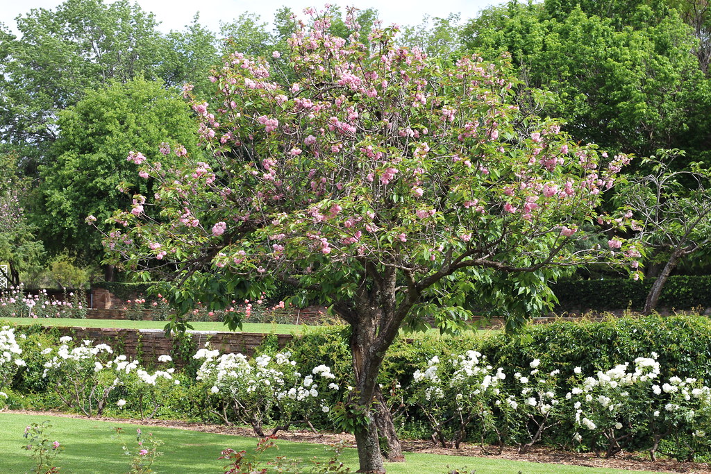 Cherry Blossom Johannesburg Botanical Gardens, South Afric… Rckr88