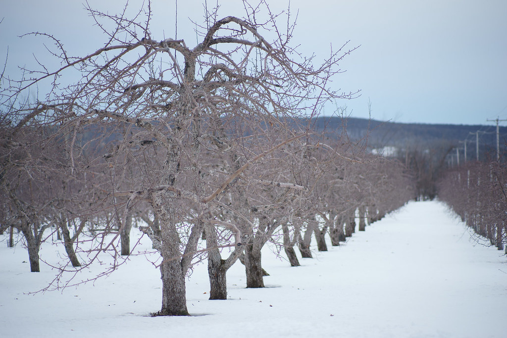 Verger, SaintJosephDuLac Olympus Zuiko 85mm F/2 at F/2 Flickr