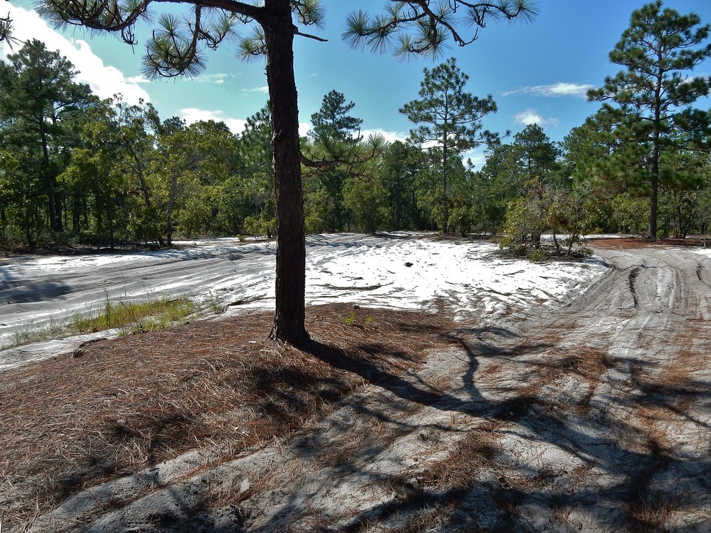 scene deep sand Bay Tree Lake State Park ncwetlands KG (1)… Flickr