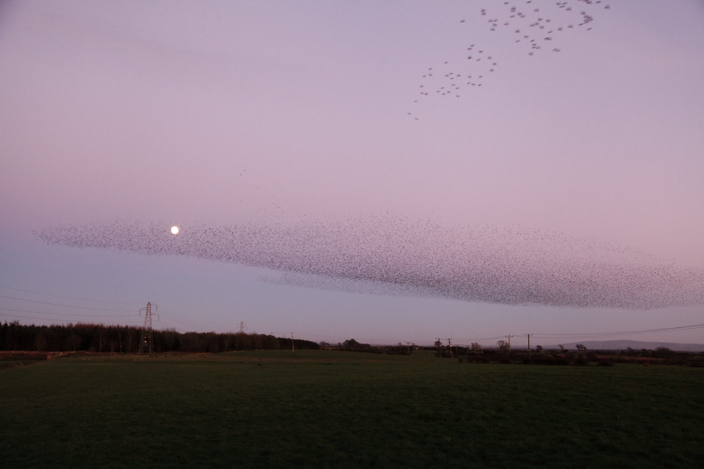 Starlings Banks NY 2015 068 David Wadsworth Flickr