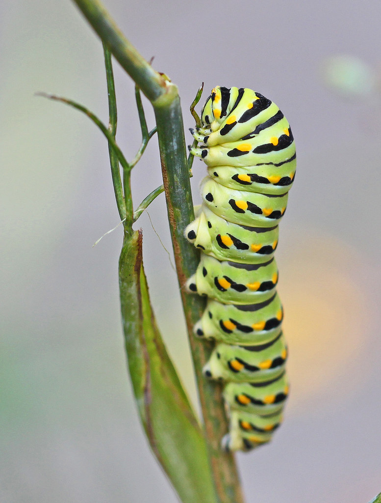 Black swallowtail caterpillar wild My North yard… Flickr