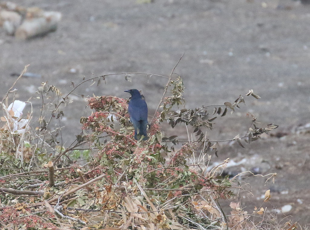 Tamaulipas Crow 111017 Brownsville Sanitary Landfill, TX… Flickr