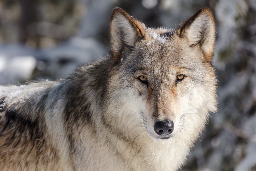 Wolf portrait taken from a vehicle in a pullout NPS / Jaco