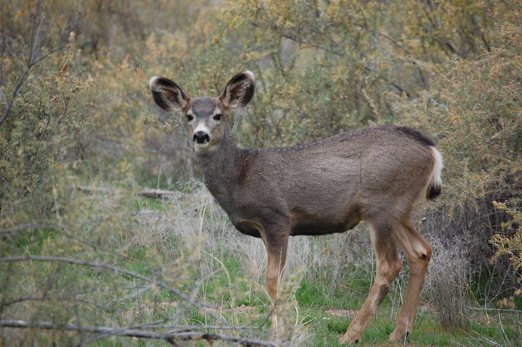 Mule Deer in New Mexico Taken at Bandalier National Monume… Flickr