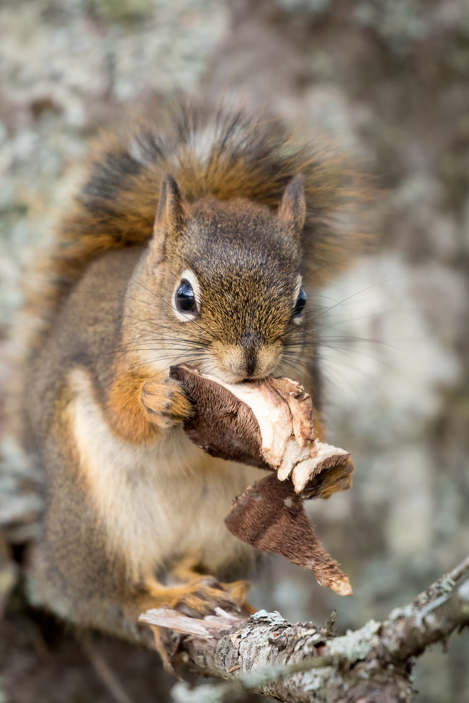 Squirrel Eating Mushroom1461 These red squirrels carry mu… Flickr