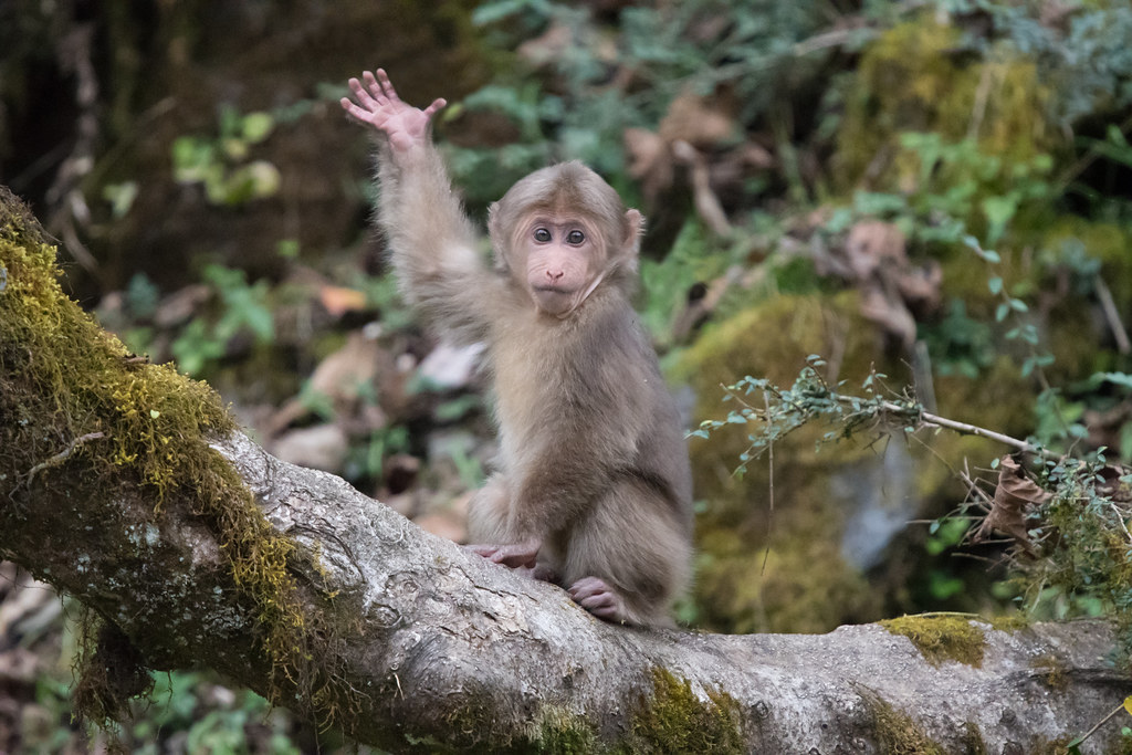Waving Baby Monkey This baby monkey goes by three English … Flickr