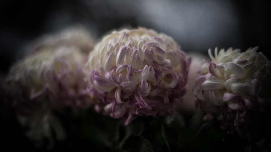 Wilting Chrysanthemum Frederique Triffaux Flickr