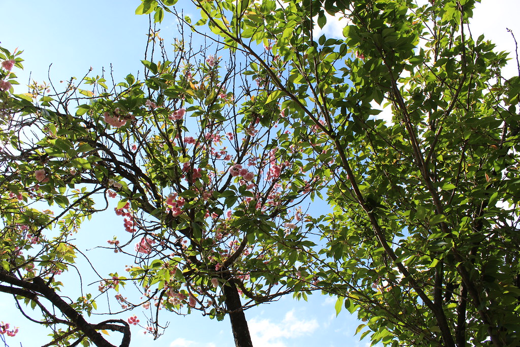 Cherry Blossom Johannesburg Botanical Gardens, South Afric… Rckr88