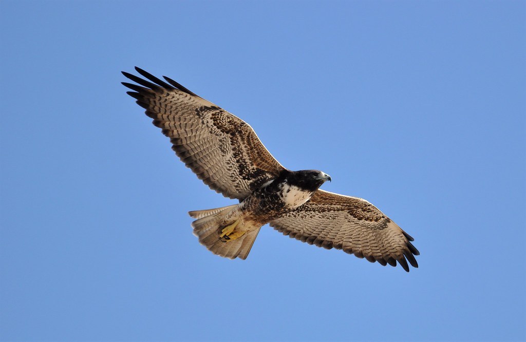Whitetailed hawk Brownsville Landfill, Texas Paul Galvin Flickr