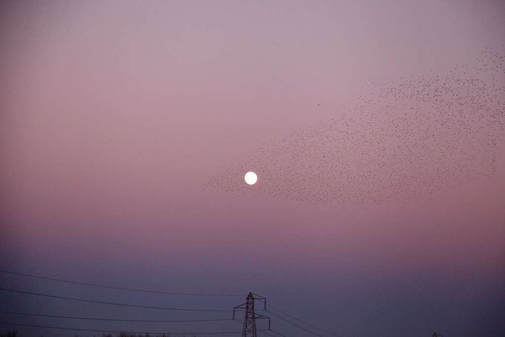 Starlings Banks NY 2015 059 David Wadsworth Flickr