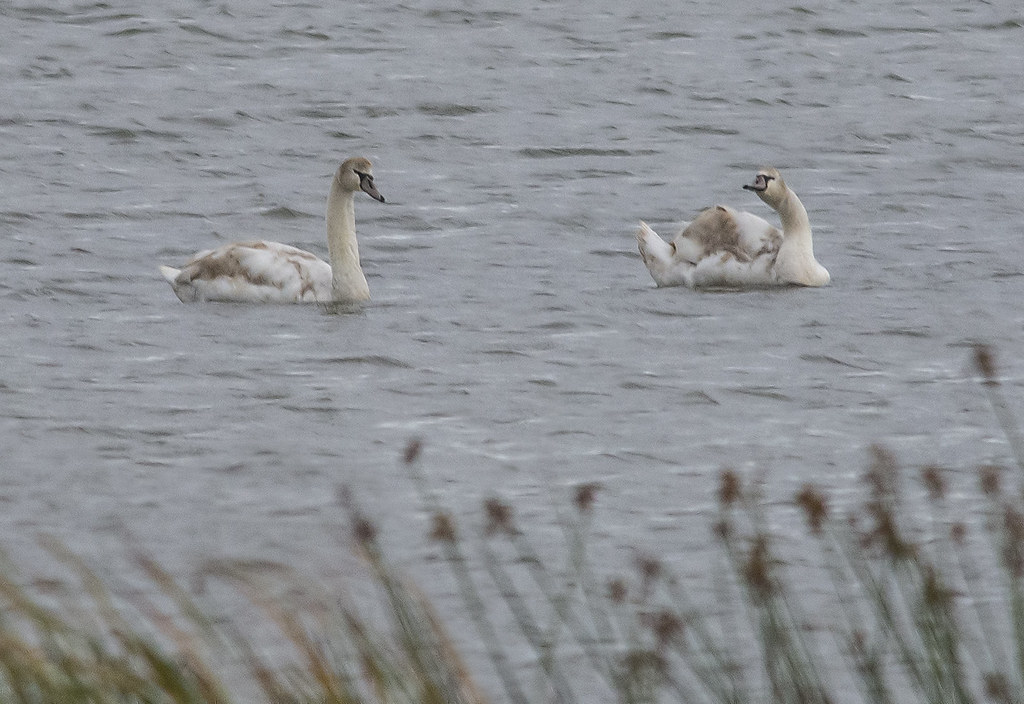 Mute Swans (immature) North Marsh Coyote Hills Regional Pa… Flickr