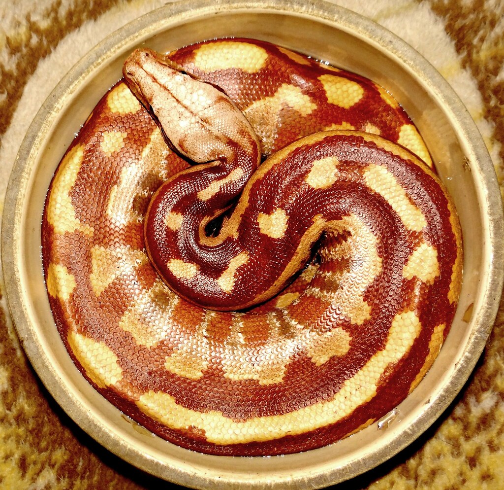 Circular snake taking a break in his water bowl. "Mars" is… Flickr