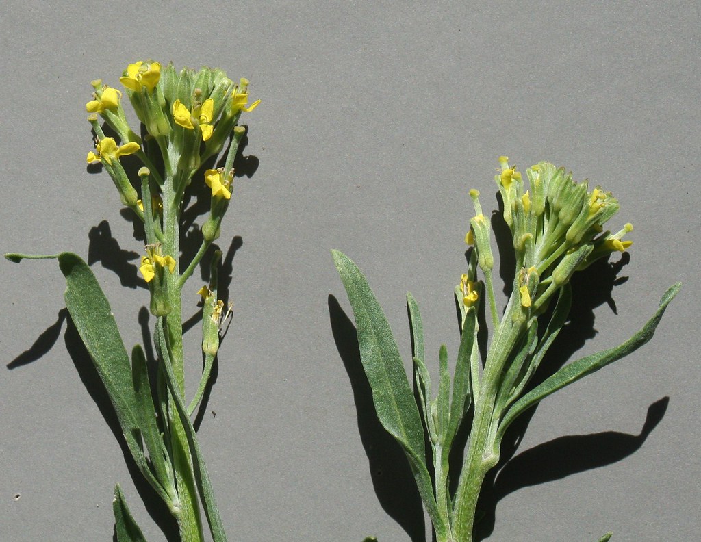 Plants_OB_406 Erysimum repandum, spreading wallflower. Col… Flickr