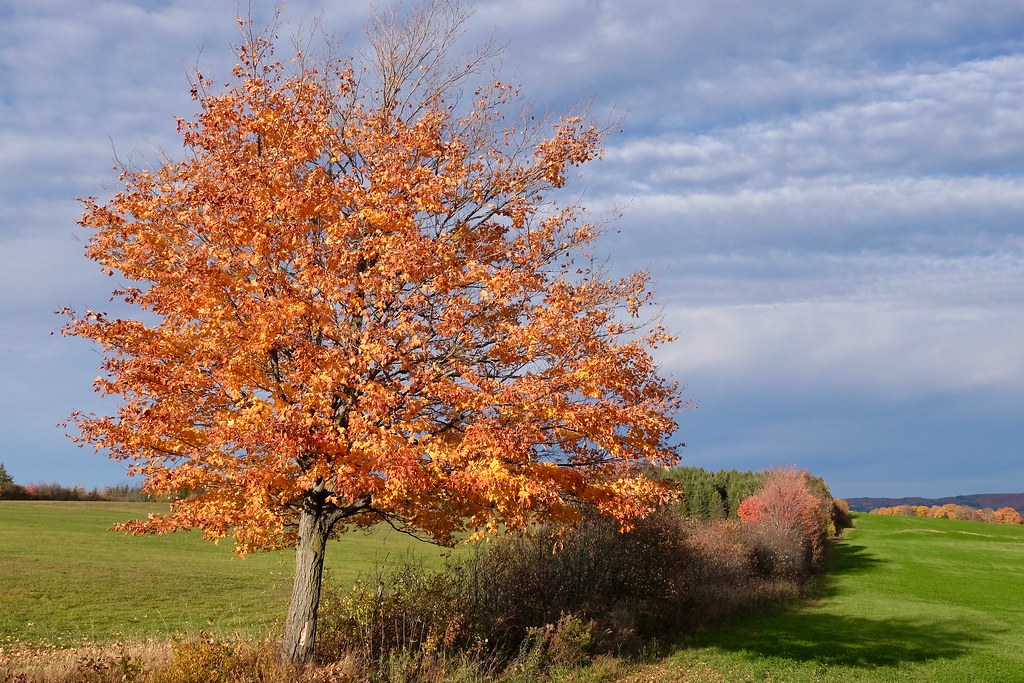 Les dernières feuilles StÉphremdeBeauce, Québec Flickr