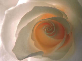 179 365 rose | Macro fun | Upupa4me | Flickr