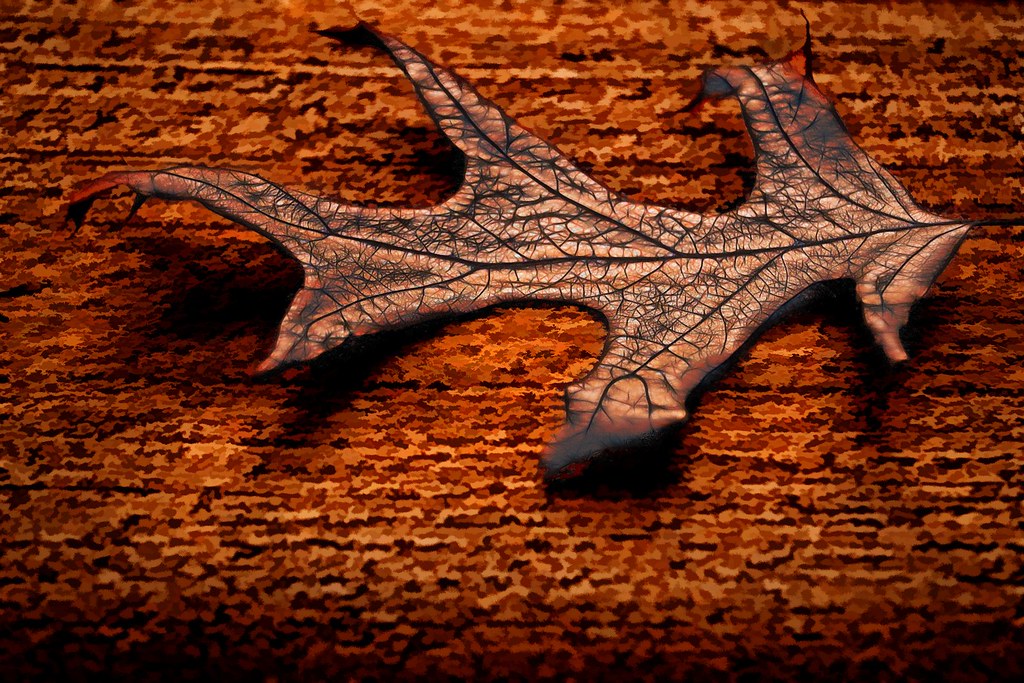 Flickriver Photoset 'IL Lake Bracken' by Lowell_G