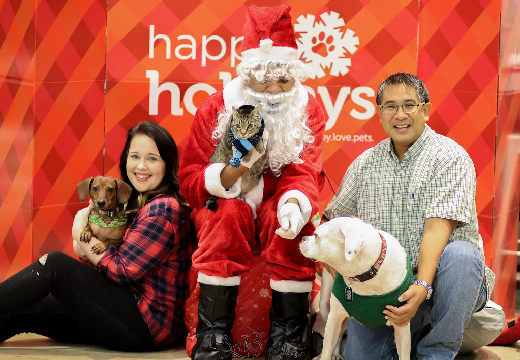 Petco Bunny, Peter, Christian Flickr