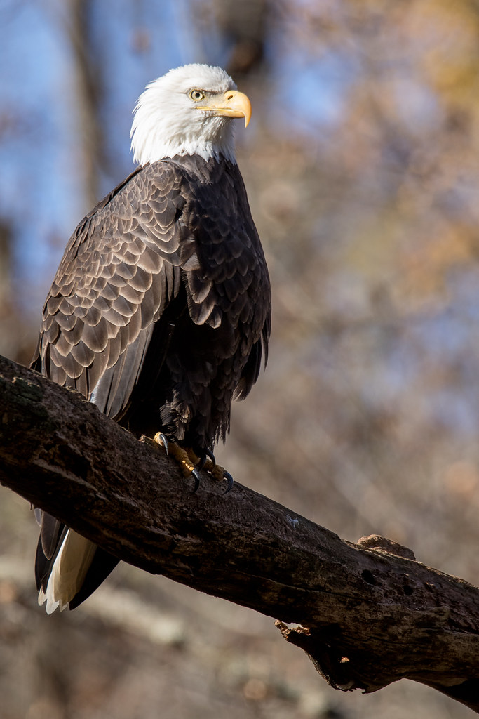 Bald Eagle Hunterdon County, New Jersey Nick Jaramillo Flickr