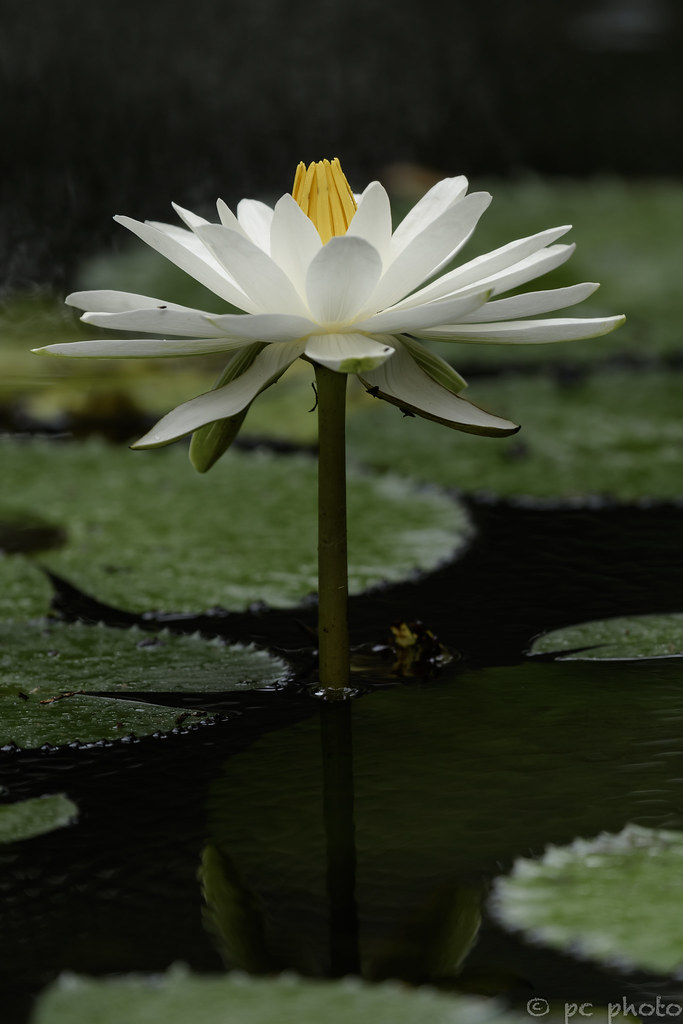 Waterlily Lotus The best time to photograph flowers is N… Flickr