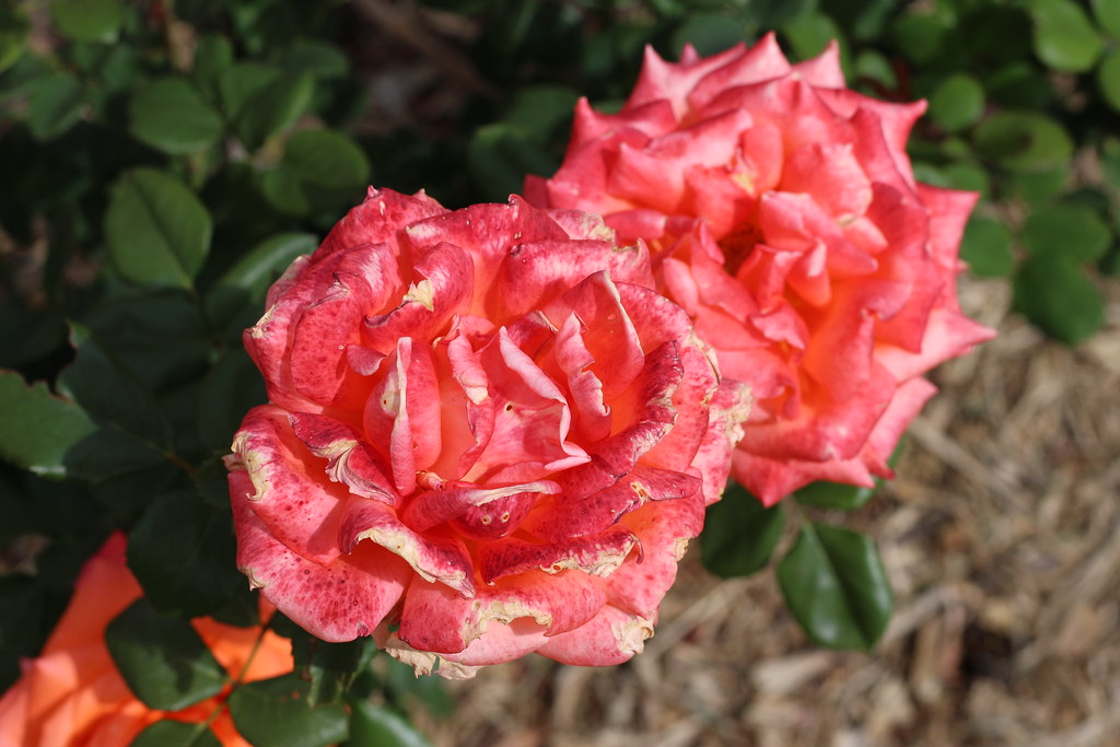 Flowers Johannesburg Botanical Gardens, South Africa Rckr88 Flickr