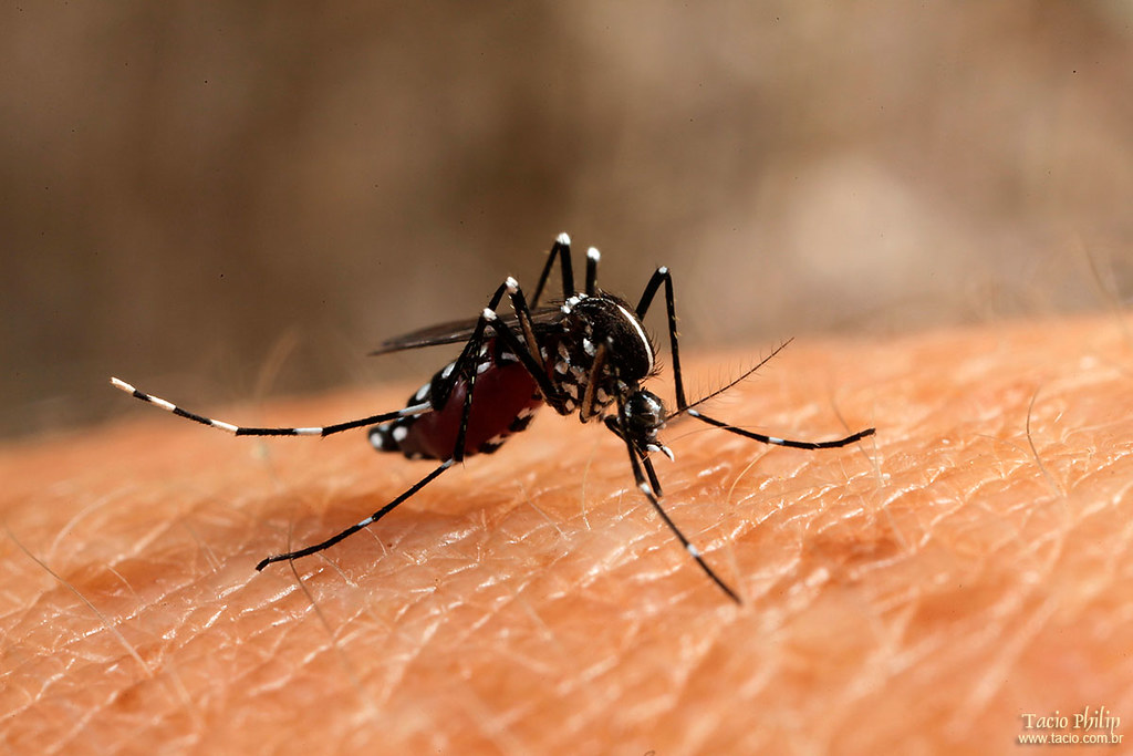 Aedes Aegypti (Mosquito da dengue) Aprenda macro, de