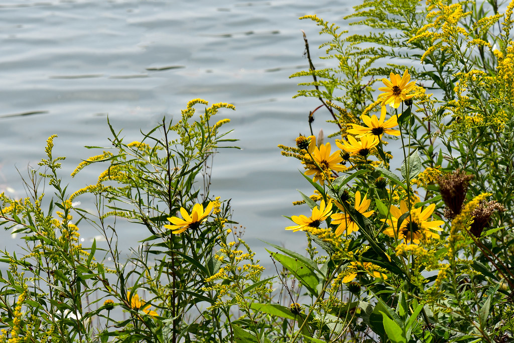 September Flowers Foundation Park, Mt Vernon, Ohio Sandy Sarsfield
