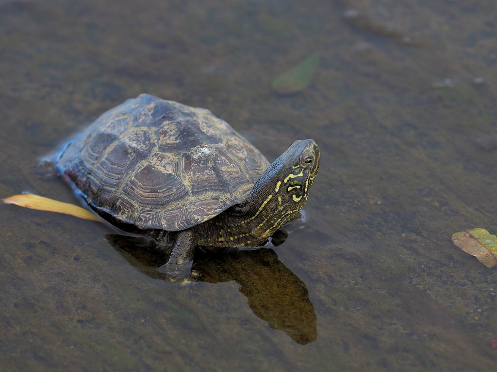 Chinese pond turtle (クサガメ) Chinese pond turtle [Reeves' tu… Flickr