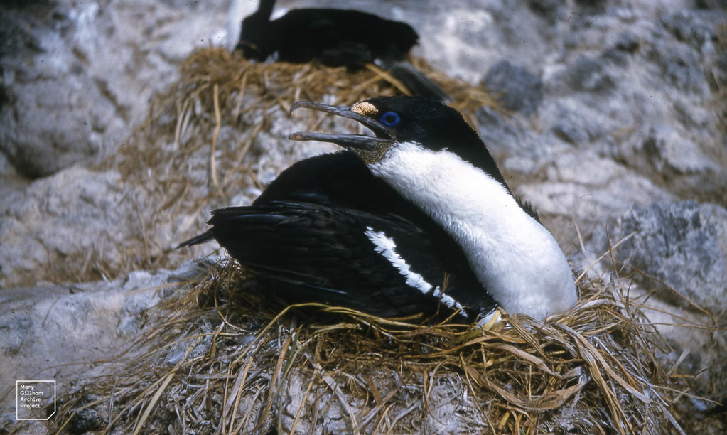 Endemic blueeyed Macquarie cormorant Cormorant Dr Mary Gillham
