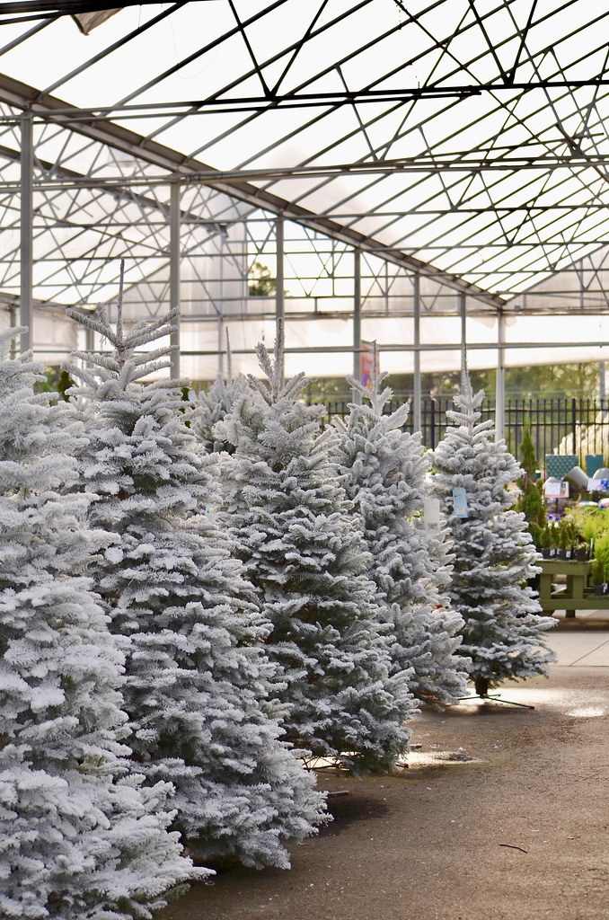 Pike Nursery Christmas Tree Stand at Rachel Kirby blog