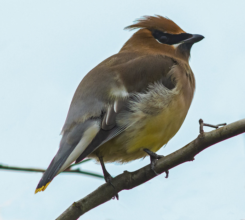 Cedar Waxwing One of a group of Cedar Waxwings stopped by … Flickr