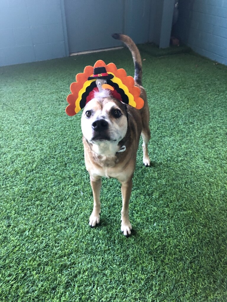 Puddin Andrews Animal Medical Hospital & 24 Hour Urgent Care Flickr