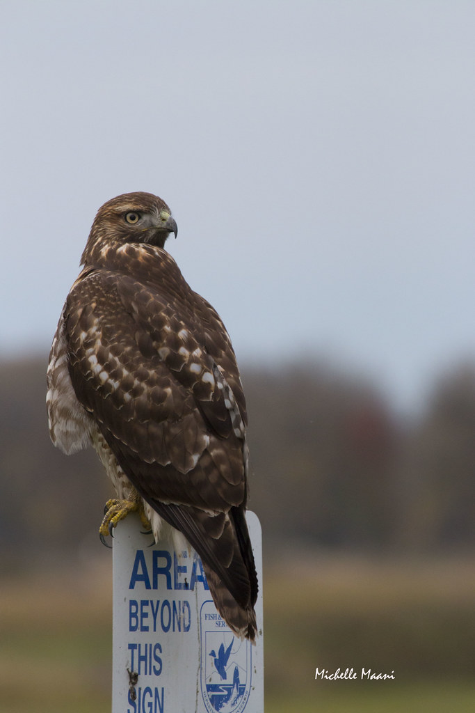 What is that clicking sound? Redtailed hawk turns when it… Flickr